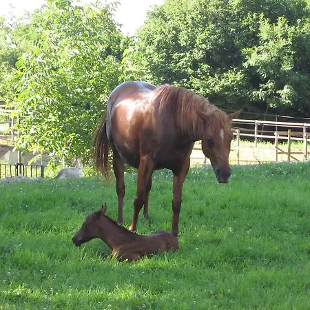 Casa Horta 乡村民宿 Aviá